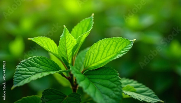 Fototapeta Close-up of Vibrant Green Leaves in Soft Focus Against a Verdant Background