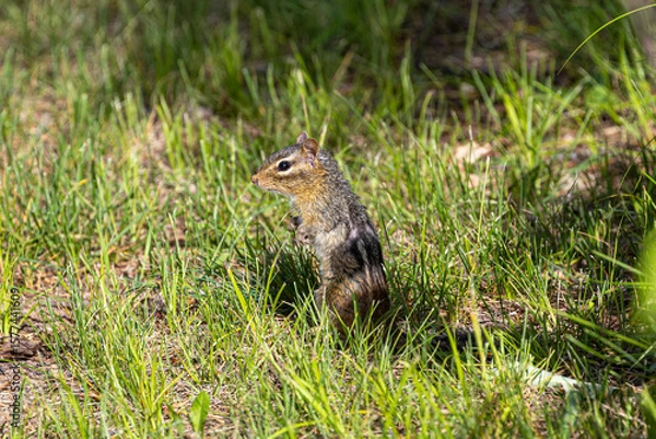 Fototapeta Chipmunk