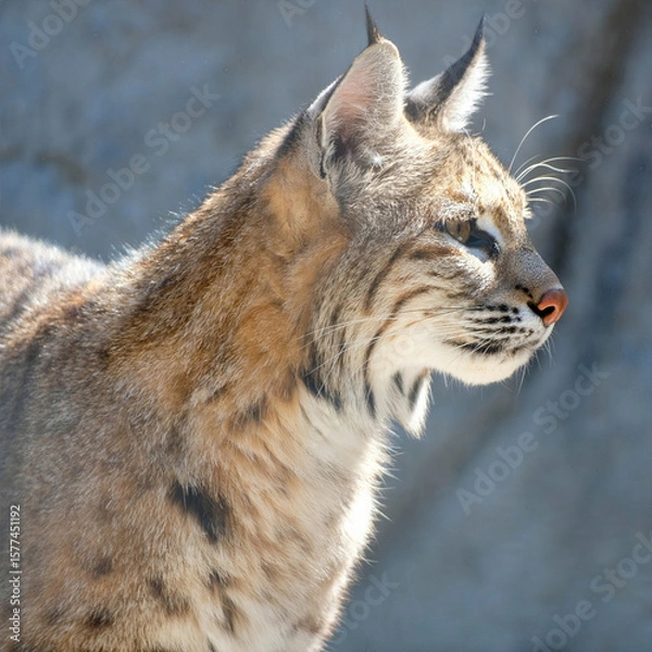 Obraz Bobcat Side Profile in Sun