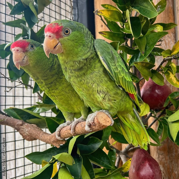 Obraz Two Parrots Perched Among Leaves