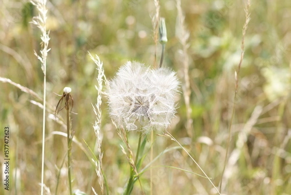Fototapeta dandelion seed head