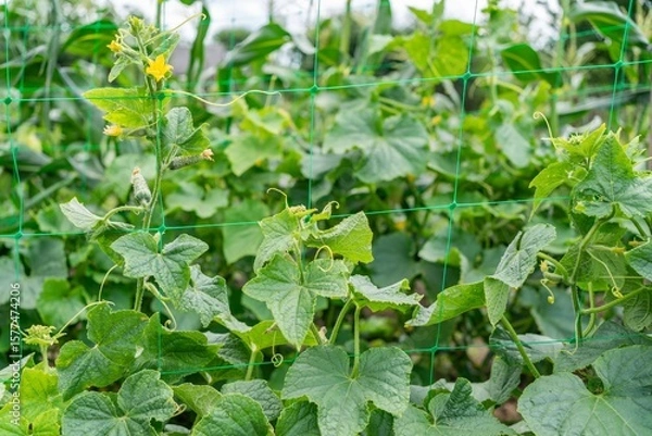 Fototapeta Cucumber plants growing on a trellis in a garden during summer with vibrant green leaves and yellow flowers