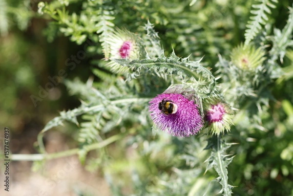 Fototapeta bee on a flower