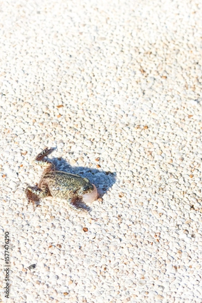 Fototapeta A frog or toad at the edge of a pool.