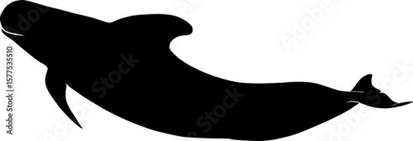 Obraz Pilot whale. Globicephala macrorhynchus