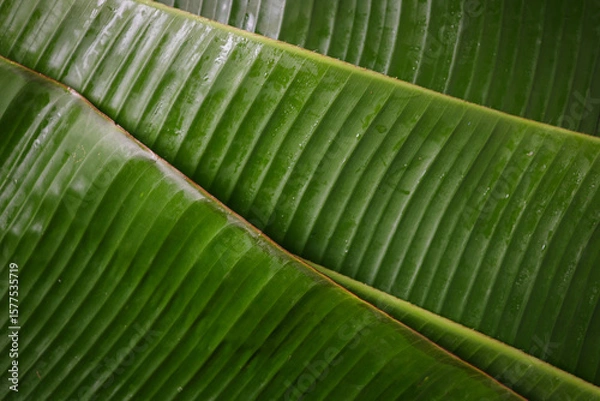 Obraz Texture backgrounf of Banana leaf	