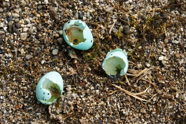 Obraz Bird eggshells in beach sand.