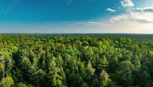 Fototapeta view of the forest from above a dense vast forest grows in the lowland tops of tall trees are visible the forest consists of deciduous and coniferous trees and stretches far into the distance