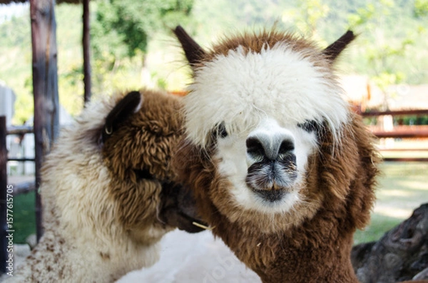 Obraz alpaca in zoo 