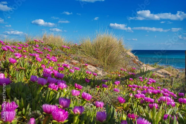 Obraz tipical salento coast