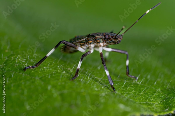 Obraz macro of a green bug