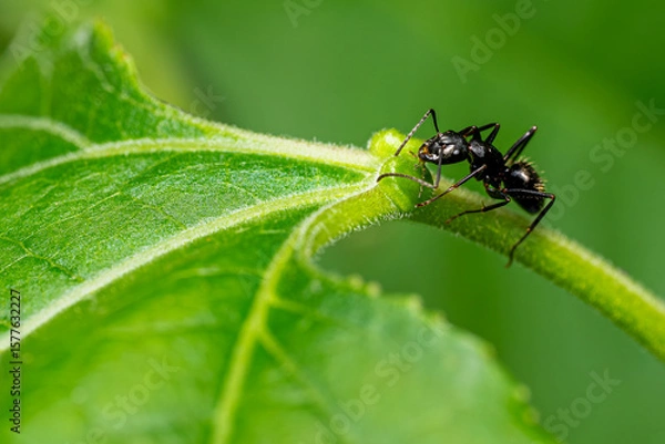 Obraz ant on leaf