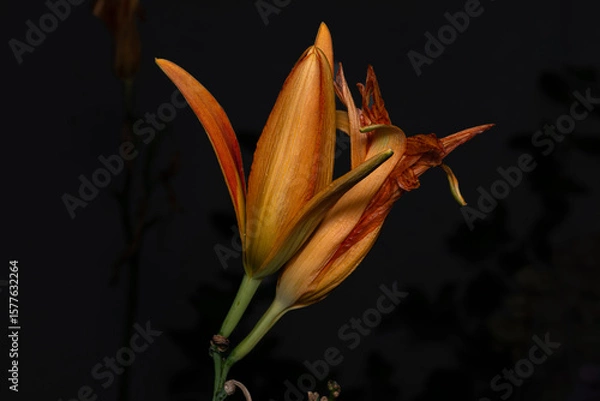Obraz orange lily flower