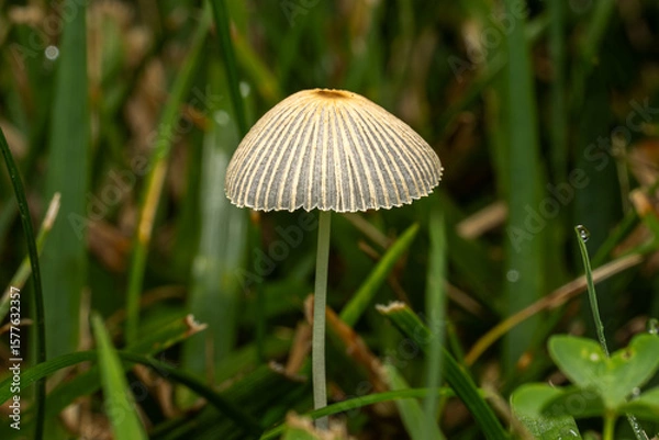 Obraz mushroom in the grass