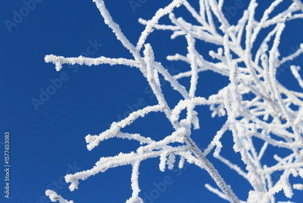 Fototapeta Soft blue frosty winter landscape, tree branches covered with frost against the background of a clear sky. Close-up.
