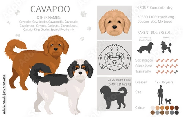 Fototapeta Cavapoo, Cavoodle clipart. Cavalier King Charles Spaniel Poodle mix. Different coat colors set.  Vector illustration