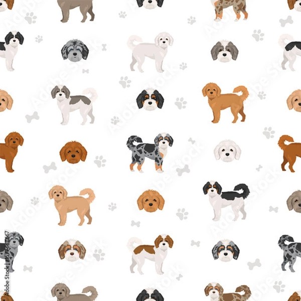 Fototapeta Cavapoo, Cavoodle clipart. Cavalier King Charles Spaniel Poodle mix. Different coat colors set.  Vector illustration