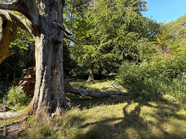Fototapeta Sunlight slices through a canopy of tangled leaves, painting shifting mosaics on the velvet green floor. A towering tree anchors the scene, its gnarled limbs fanned wide in Judy Woods, Bradford, UK