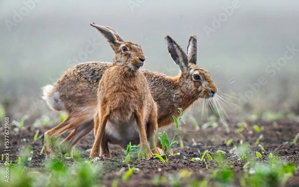 Obraz Two European hares on a spring field among sprouting plants – close-up
