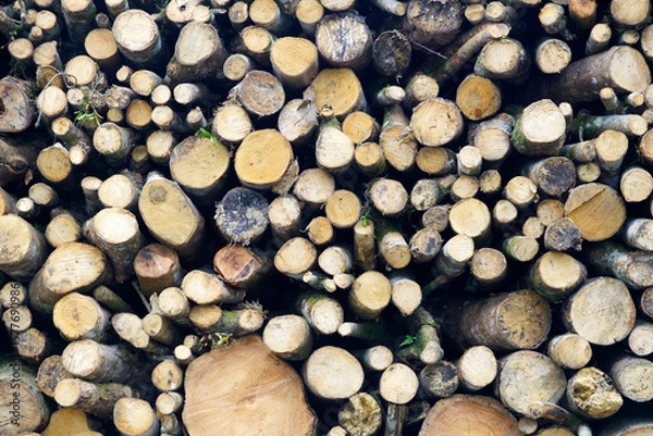 Fototapeta Log Pile of Cut Timber Stacked in an Organized Natural Pattern