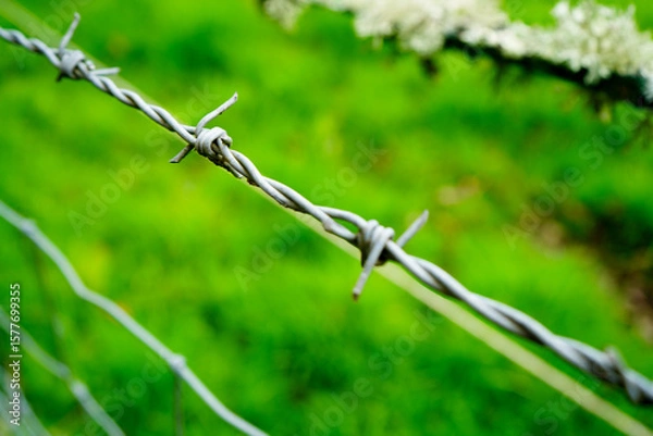 Fototapeta A fence in a field with an electric fence 