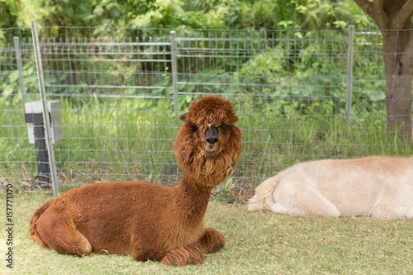 Fototapeta White and Brown Alpacas in Farm