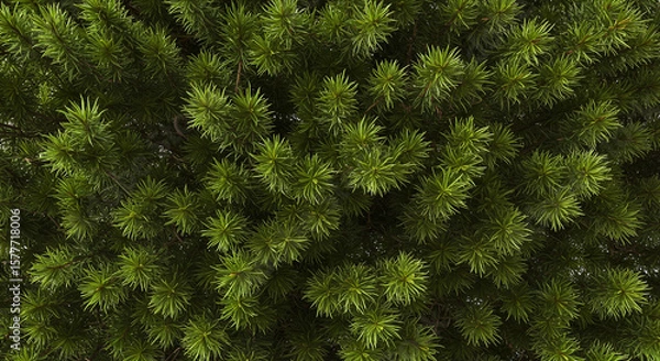 Fototapeta Dense texture of vibrant green pine needles for seamless nature background and design