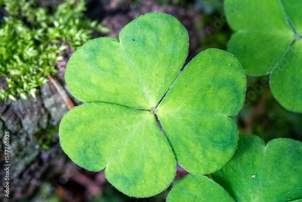 Fototapeta Macro Photo of Fresh Green Shamrock Leaf with Three Heart-Shaped Leaflets – Nature Symbol of Luck, Eco Life, and Spring Growth