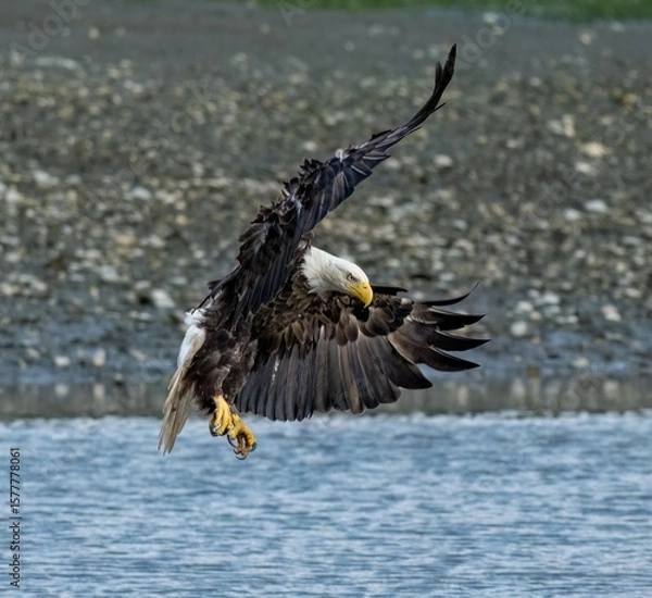 Fototapeta bald eagle in flight