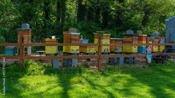 Fototapeta Apiary