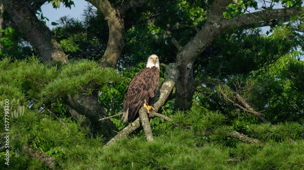 Fototapeta bald eagle in the wild