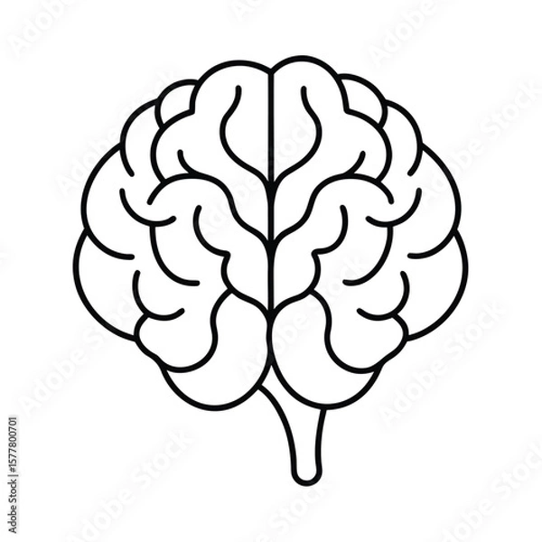 Fototapeta Handdrawn Outline Brain on Showing Cerebral Hemispheres Stem cerebrum human
