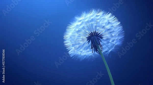 Obraz Serene Blue Dandelion Seed Head Close Up