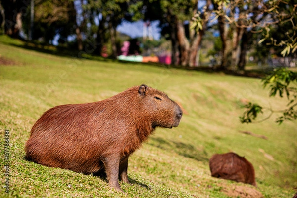 Obraz CAPIVARA Hydrochoerus hydrochaeris