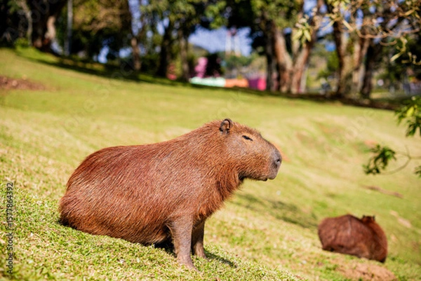 Obraz CAPIVARA Hydrochoerus hydrochaeris