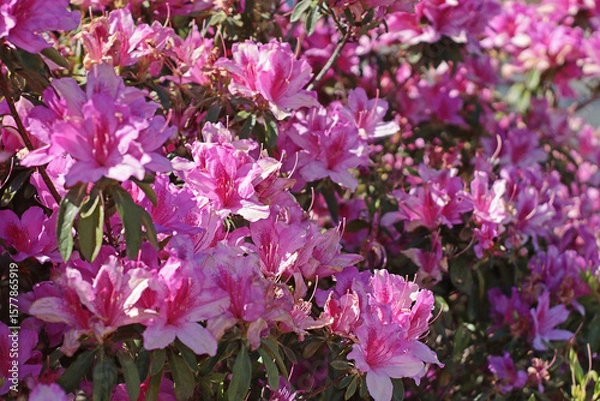 Fototapeta Mass of pink azalea flowers in full bloom under bright sunlight. Dense floral texture and vibrant colors. Ideal for garden, seasonal, decorative, or botanical spring design use.