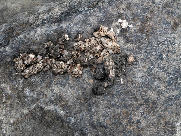 Obraz European otter scat on riverside rock with visible fish and crayfish remains. Evidence of predator presence, diet, and ecosystem role. Wildlife biology and field tracking concept