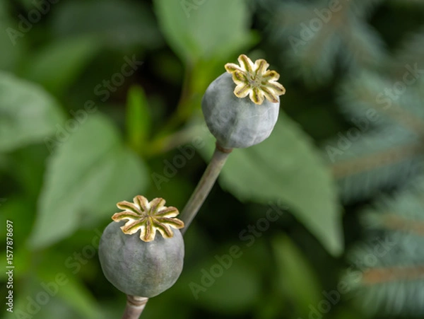 Obraz Two poppy seed heads (Papaver somniferum) with star-shaped stigmas in sharp focus. Close-up macro with leafy green background. Botanical and herbal detail of ripe poppy capsules