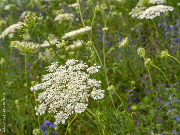 Obraz Wild carrot (Daucus carota) flowering in a summer meadow. Umbel-shaped white blossoms with intricate detail and curled buds. Native wildflower with ecological and medicinal importance