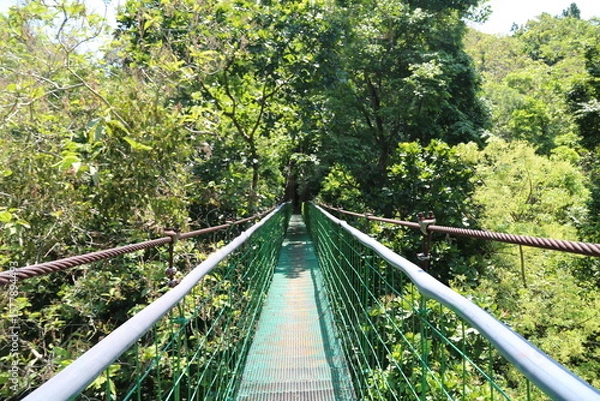 Obraz suspension bridge in the forest