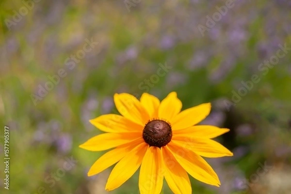 Obraz Close-up of yellow Rudbeckia flower with dark central disc against a soft-focus summer meadow background. Bright, cheerful floral macro with artistic bokeh and vibrant contrast