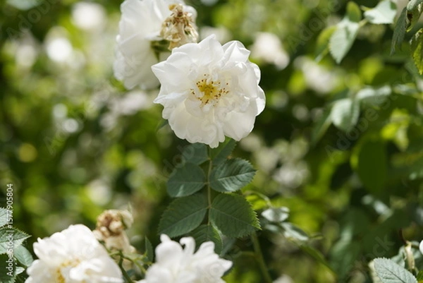 Obraz quantum white valentine roses