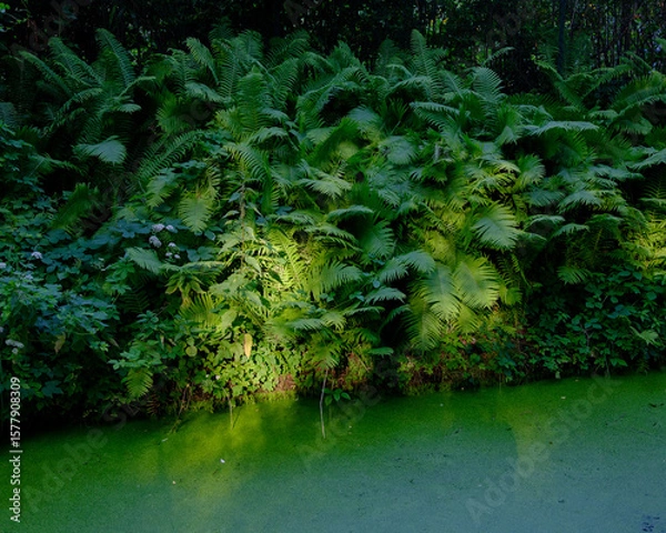 Fototapeta Lush green ferns illuminated by sunlight growing along the edge of a pond covered in duckweed, creating a vibrant and dense natural scene in a shaded woodland area