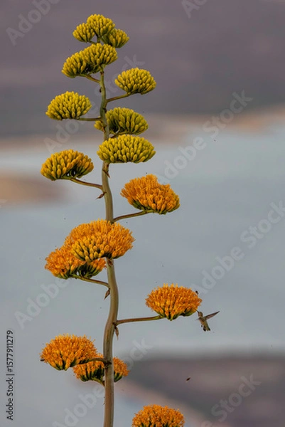 Fototapeta hummingbird
bees