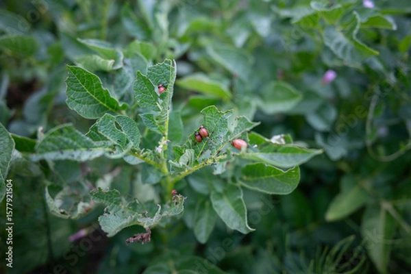 Obraz potato bug on potato lief 