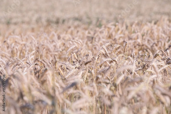 Obraz field of wheat