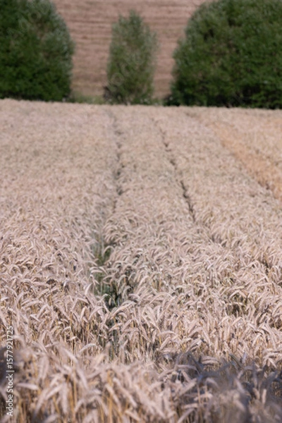 Obraz field of wheat with path 