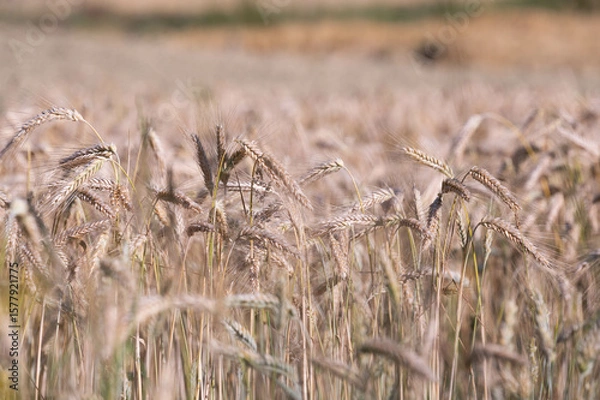 Obraz wheat field on sunny day 