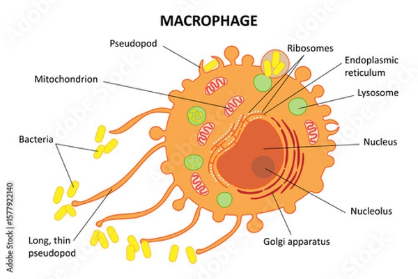 Fototapeta Macrophage. Diagram. Internal structure of the cell.