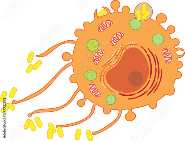 Fototapeta Macrophage - internal structure of the cell.